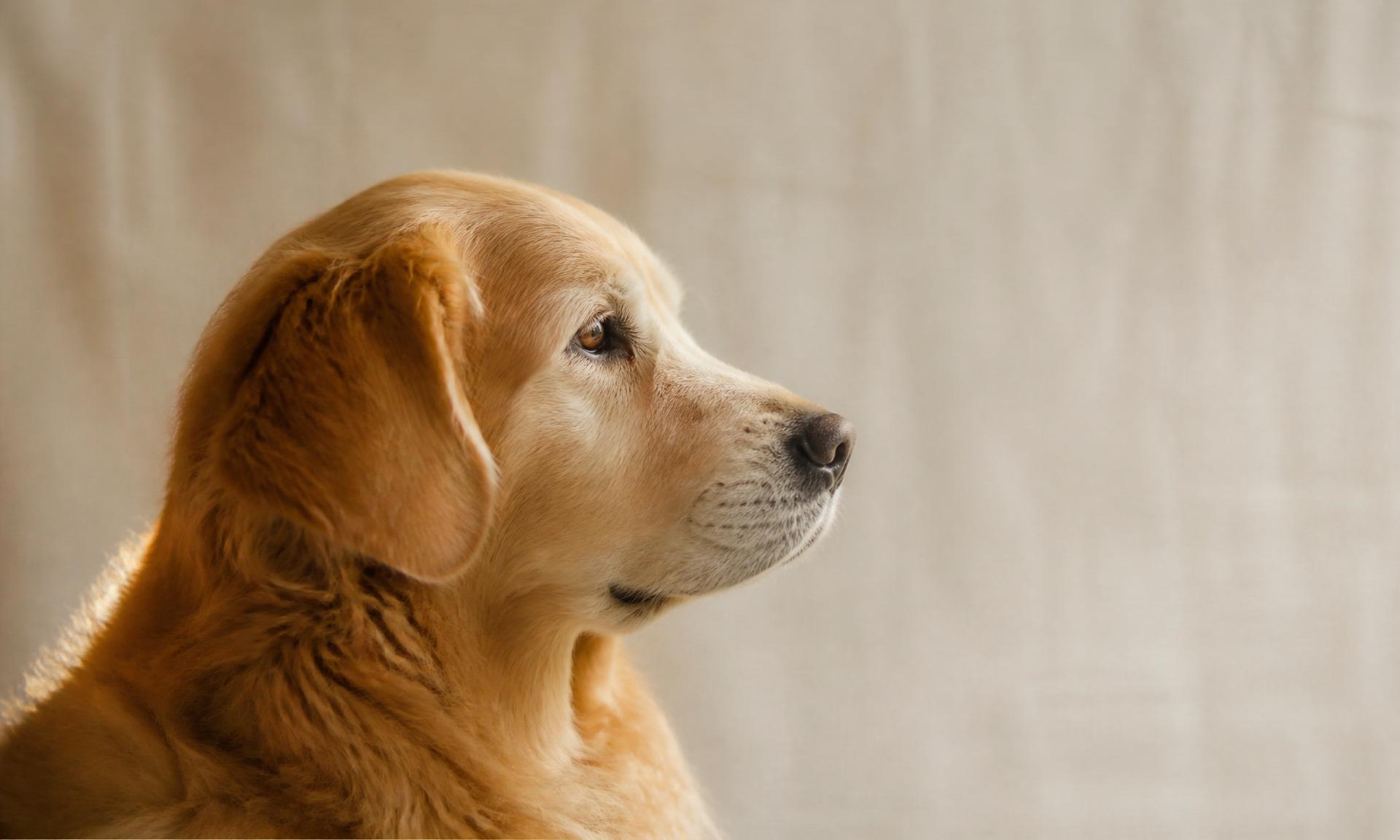 Marlow, a golden retriever, in soft profile light